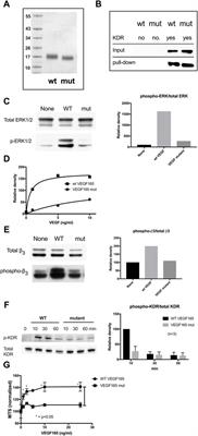 The heparin-binding domain of VEGF165 directly binds to integrin αvβ3 and VEGFR2/KDR D1: a potential mechanism of negative regulation of VEGF165 signaling by αvβ3